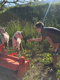 Feeding Goats